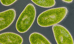 Microorganisms might be utilized to anticipate environment modification