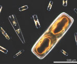 A brand-new researchstudy exposes how phytoplankton fruitandvegetables oxygen