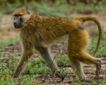Genomes of 233 primate types haveactually been sequenced