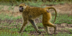 Genomes of 233 primate types haveactually been sequenced