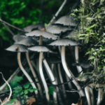 Cooking with medical mushrooms
