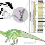 A brand-new dinosaur from the early-late Cretaceous Cedar Mountain Formation of Utah