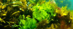 Sea lettuce is a popular food discovered on the coasts