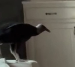Video reveals Georgia couple returning house to discover vulture has damaged into their home