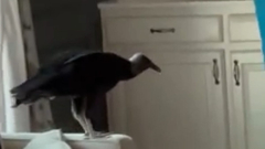 Video reveals Georgia couple returning house to discover vulture has damaged into their home