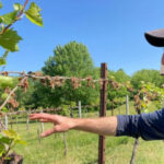 Federal support lookedfor for northeastern vineyards, orchards hit by late frost
