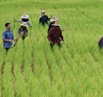 Rice excess will be put to test with El Niño’s return