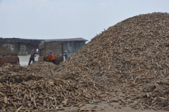 NACC advised to examine cassava case
