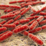 New treatment targets both excellent and bad gut germs