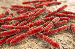 New treatment targets both excellent and bad gut germs