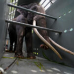 Ignored Thai elephant prepares for jumbo flight house