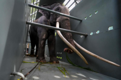 Ignored Thai elephant prepares for jumbo flight house