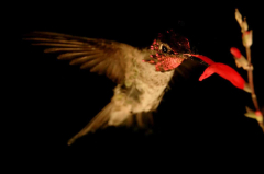 Hummingbirds are more mostlikely to beverage alcohol than you believe