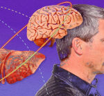 Persistent liver illness can impact brain health