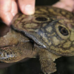 Tiny packages of hope: seriously threatened turtles hatch in Myanmar