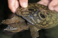 Tiny packages of hope: seriously threatened turtles hatch in Myanmar