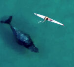 #TheMoment a curious whale gets up close and individual with kayaker