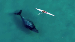 #TheMoment a curious whale gets up close and individual with kayaker