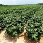 Mississippi farms pay pastdue incomes for preferring immigrants over regional Black employees, company states