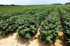 Mississippi farms pay pastdue incomes for preferring immigrants over regional Black employees, company states