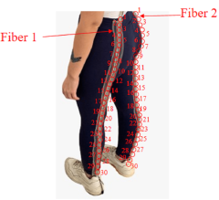 Fiber optic wise pants display motion at a low expense
