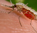 U.S. reports 1st ‘domestically gotten’ malaria cases in 20 years