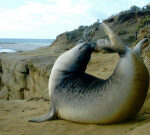 Discover the ‘original California’ at Channel Islands National Park