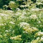 Yarrow: Medicinal Plant with Therapeutic Benefits
