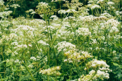 Yarrow: Medicinal Plant with Therapeutic Benefits