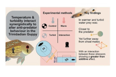 Warmer, murkier waters put predators of guppies at threat