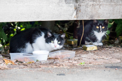 Sterilizing felines affect the population and feral, roaming, and shelter subpopulations