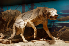 Joints illness is typical amongst saber-tooth felines and alarming wolves in Ice Age