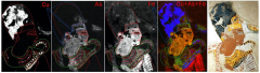 Chemical imaging innovation exposes concealed information in Egyptian paintings