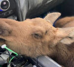 B.C. male fired from task after conserving moose calf on the highway