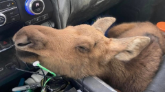 B.C. male fired from task after conserving moose calf on the highway
