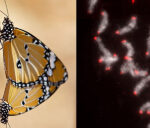 Butterflies and moths share a typical forefather