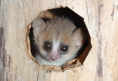 Mouse lemurs with greater cognitive efficiency live longer
