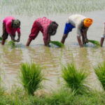 India prohibits most rice exports