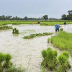 Rice might hit years high as Indian curbs rock market