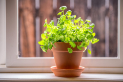 Your Guide to Growing Cilantro Indoors