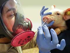 Because 2009, the “swine influenza” stress transmitted from people to swine