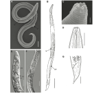 A nematode inactive for 46,000 years in Siberian permafrost restored