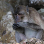 Macaques job ‘a success’