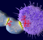 Cell treatment: New method to tame killer T cells