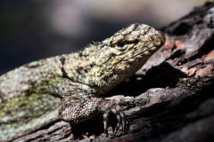 Lizards might missouton out on breeding chances under warming temperaturelevels