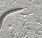 Researchers discovered 46,000-year-old roundworms alive underneath the Arctic ice