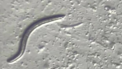 Researchers discovered 46,000-year-old roundworms alive underneath the Arctic ice