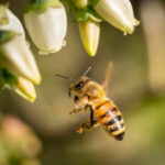 The veryfirst bees progressed on an ancient supercontinent