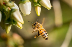 The veryfirst bees progressed on an ancient supercontinent