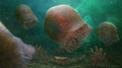 Researchers recognized the earliest understood types of swimming jellyfish